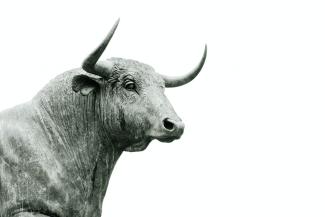 The Bull is Back... Will it Keep Charging? | Esparza Group